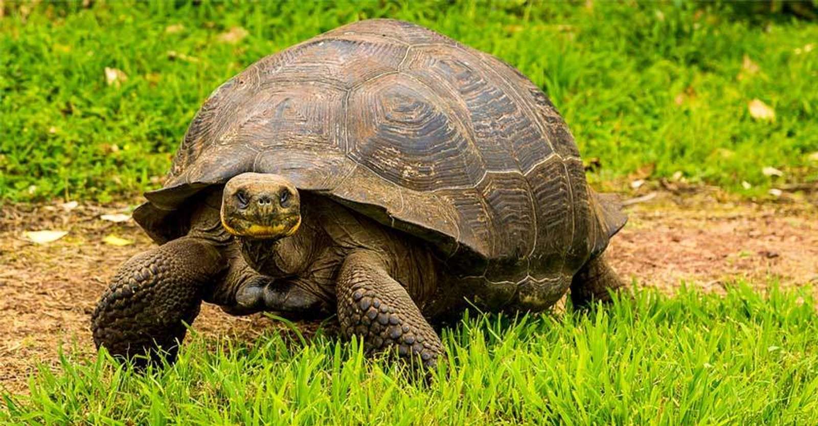Giant tortoise, Santa Cruz Island, Galapagos, Ecuador.