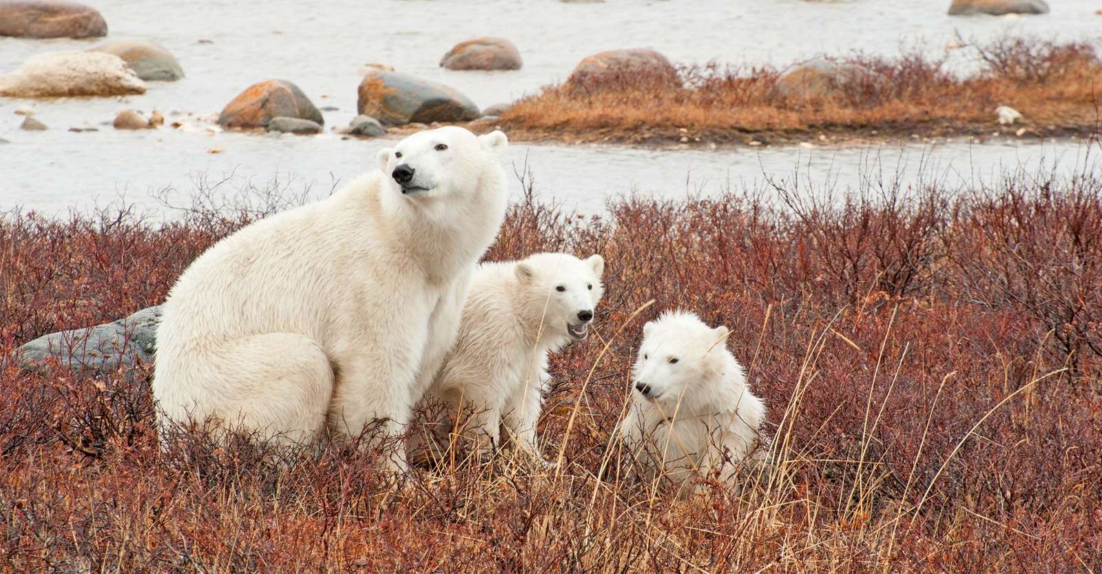 Polar bear with cubs, Churchill, Manitoba.