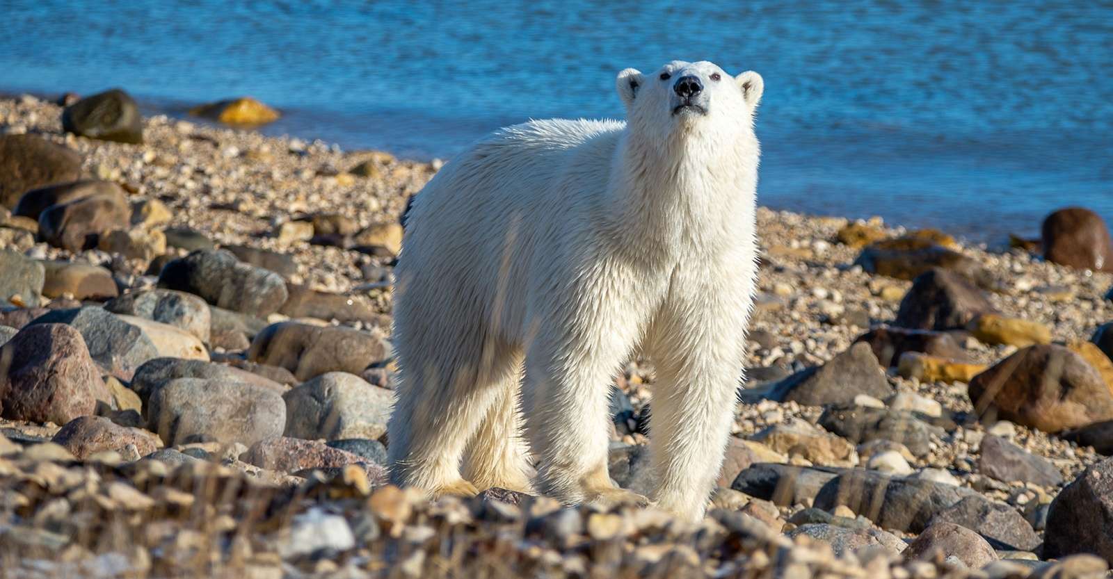 Polar bear, Churchill, Manitoba.