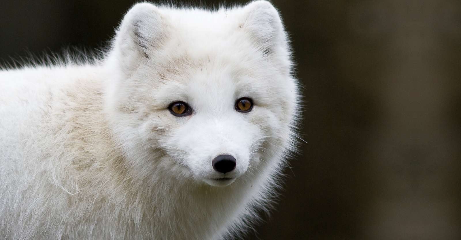 Arctic fox, Churchill, Manitoba.