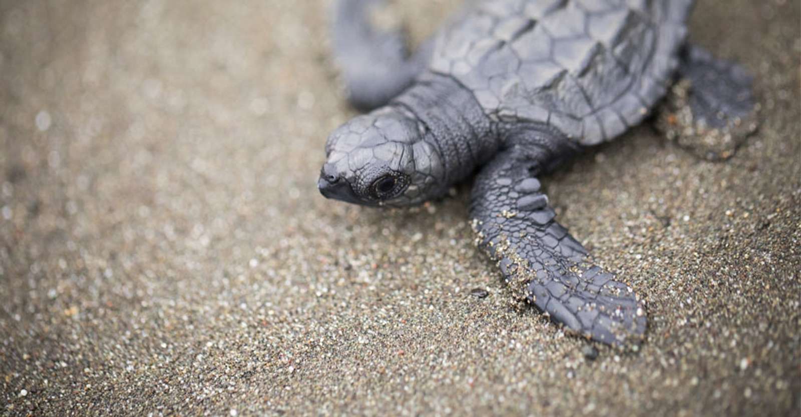 Olive ridley sea turtle hatchling, Tortuguero National Park, Costa Rica.