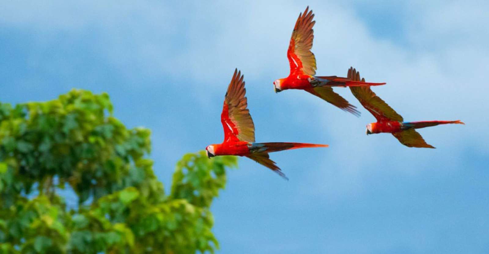 Scarlet macaws, Corcovado National Park, Costa Rica.