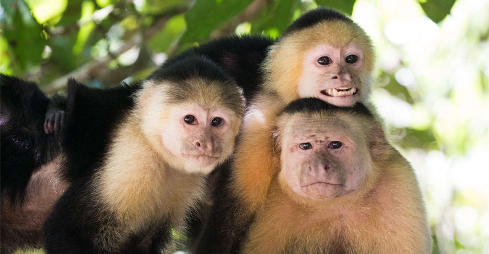 White-faced capuchins, Corcovado National Park, Costa Rica.