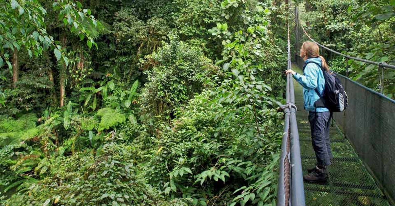 Nat Hab guest, Tenorio Volcano Hanging Bridges, Monteverde Cloud Forest, Costa Rica.