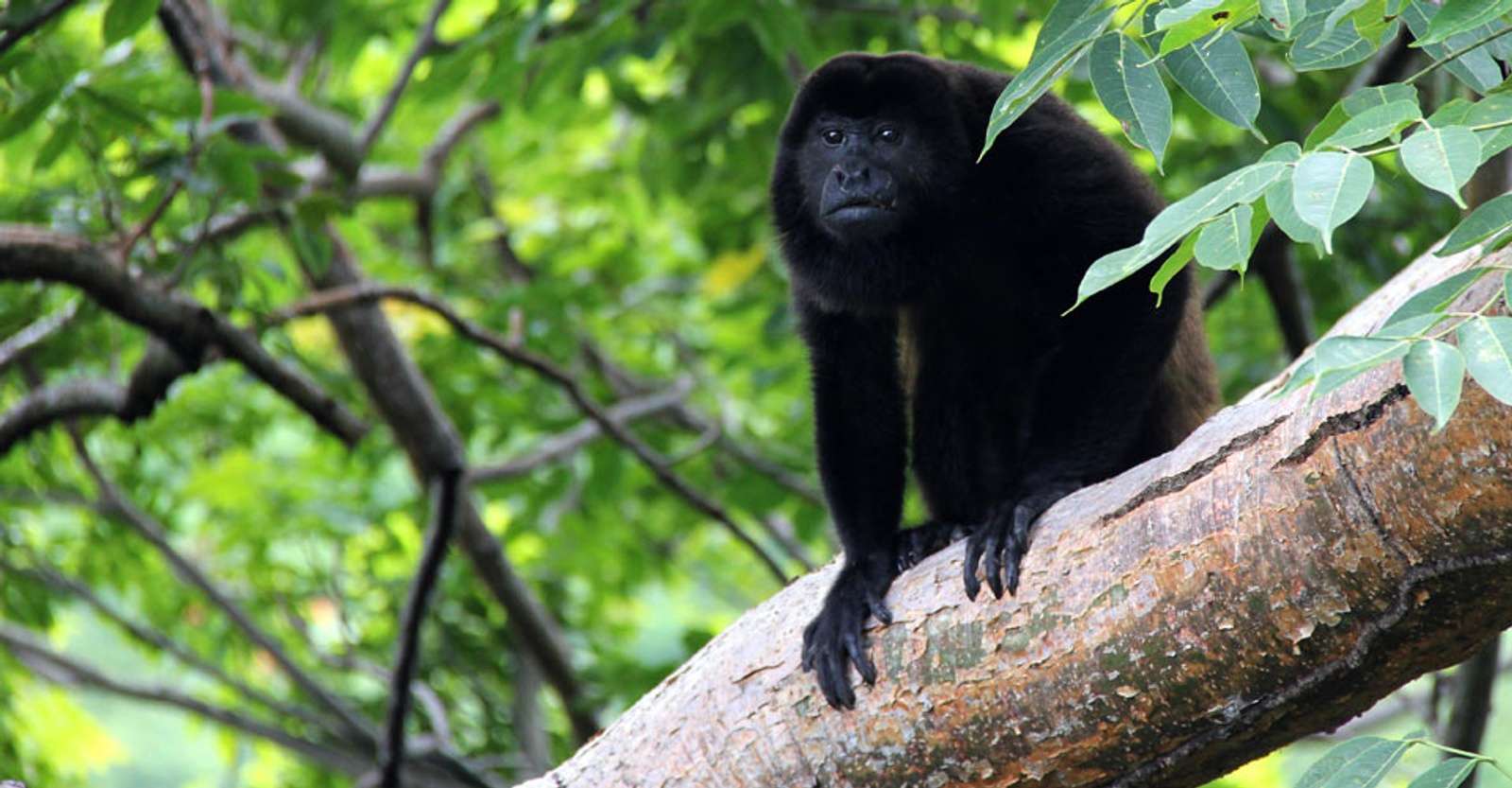 Howler monkey, Tortuguero National Park, Costa Rica.