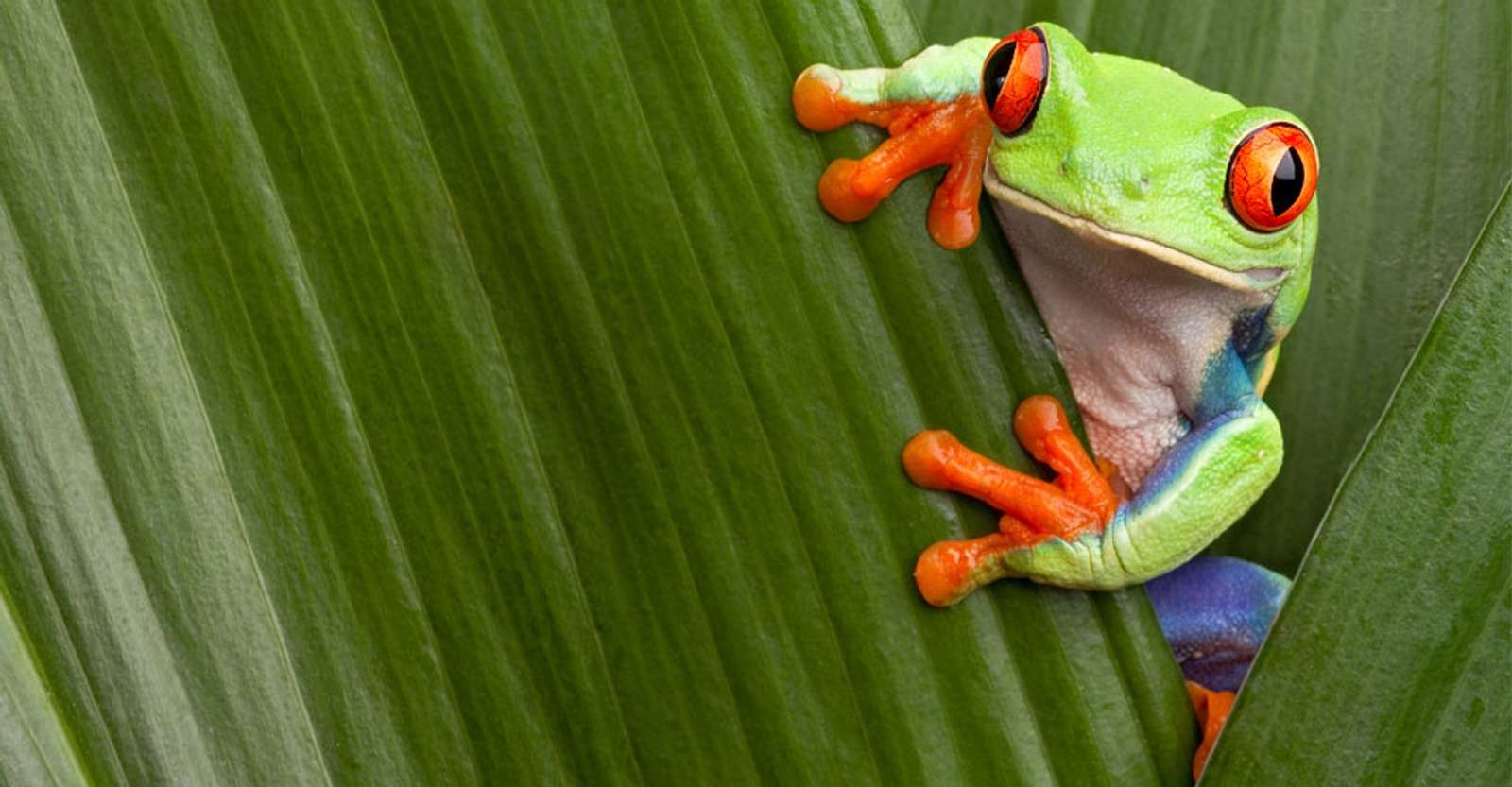 Red-eyed tree frog, Tortuguero National Park, Costa Rica.