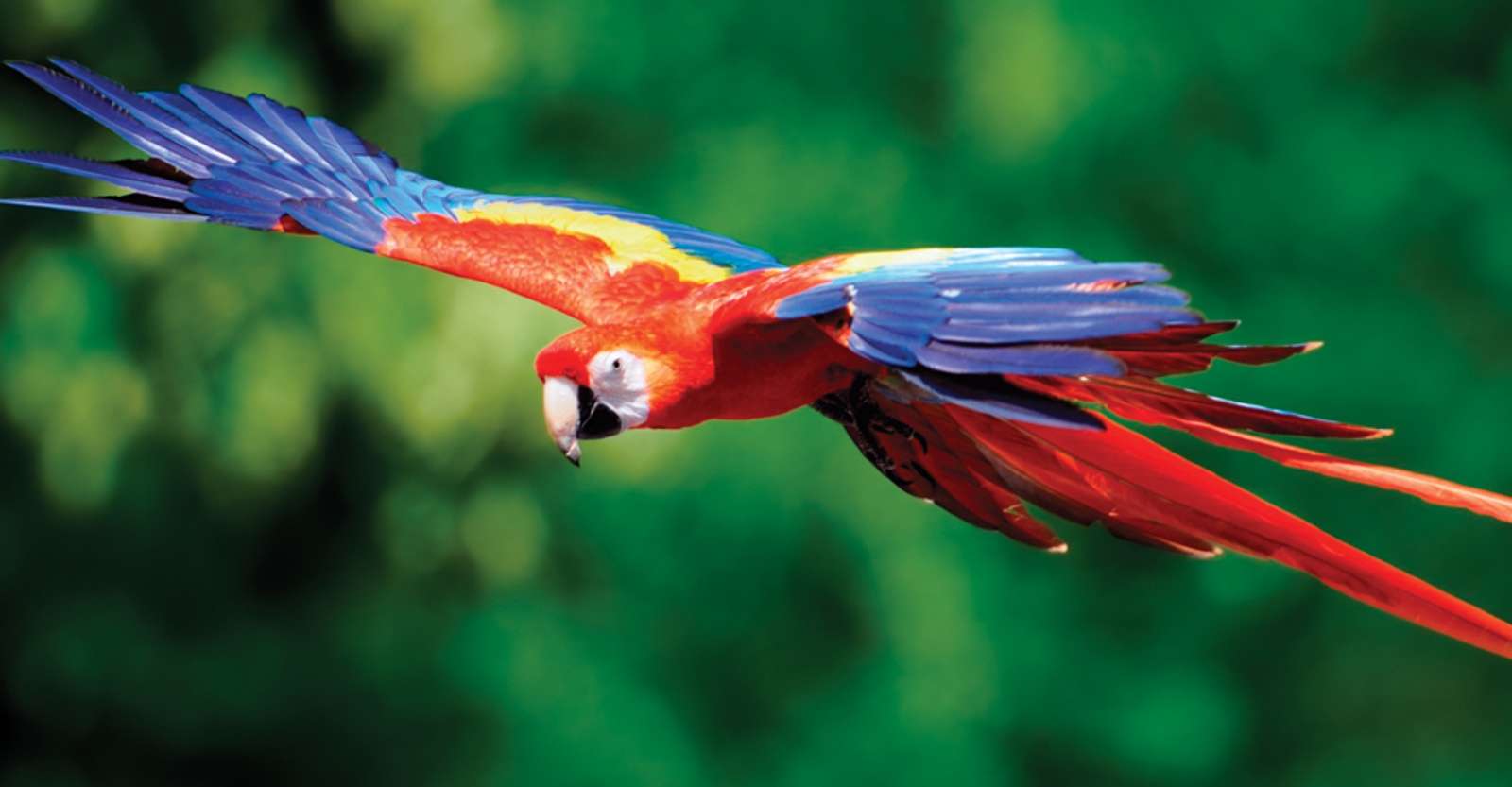 Scarlet macaw, Carara National Park, Costa Rica.