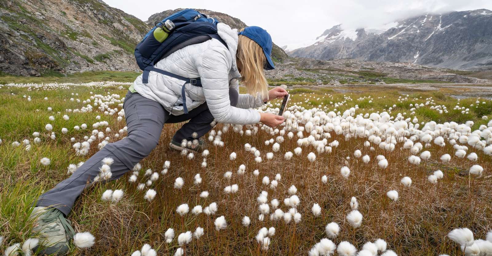 Nat Hab guest photographing arctic cotton, Greenland.