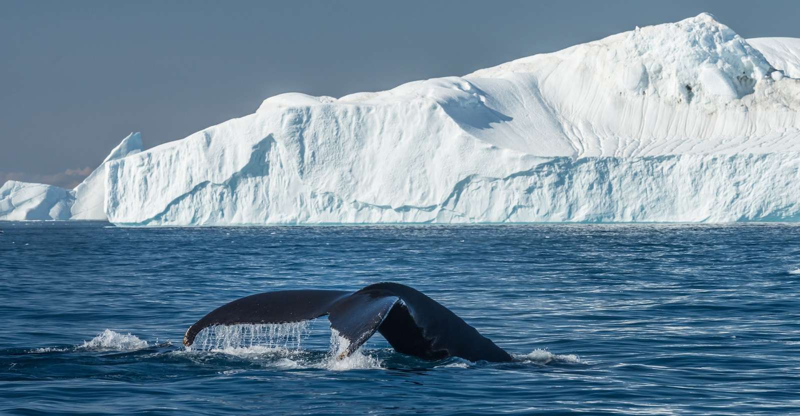 Whale tail and icebergs, Sermilik Fjord, Greenland.