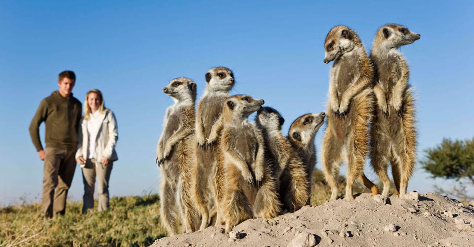 Meerkats and guests, Camp Kalahari, Makgadikgadi, Botswana.