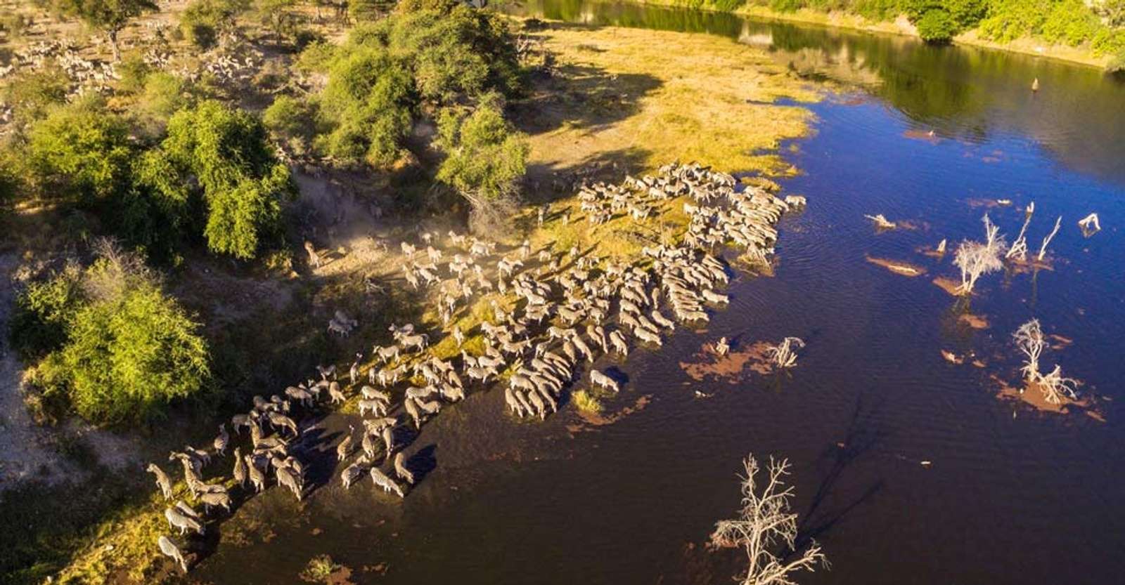 Zebras, Boteti River, Botswana.