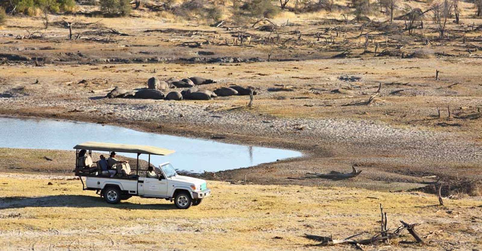 Hippos and safari vehicle, Meno a Kwena, Botswana.