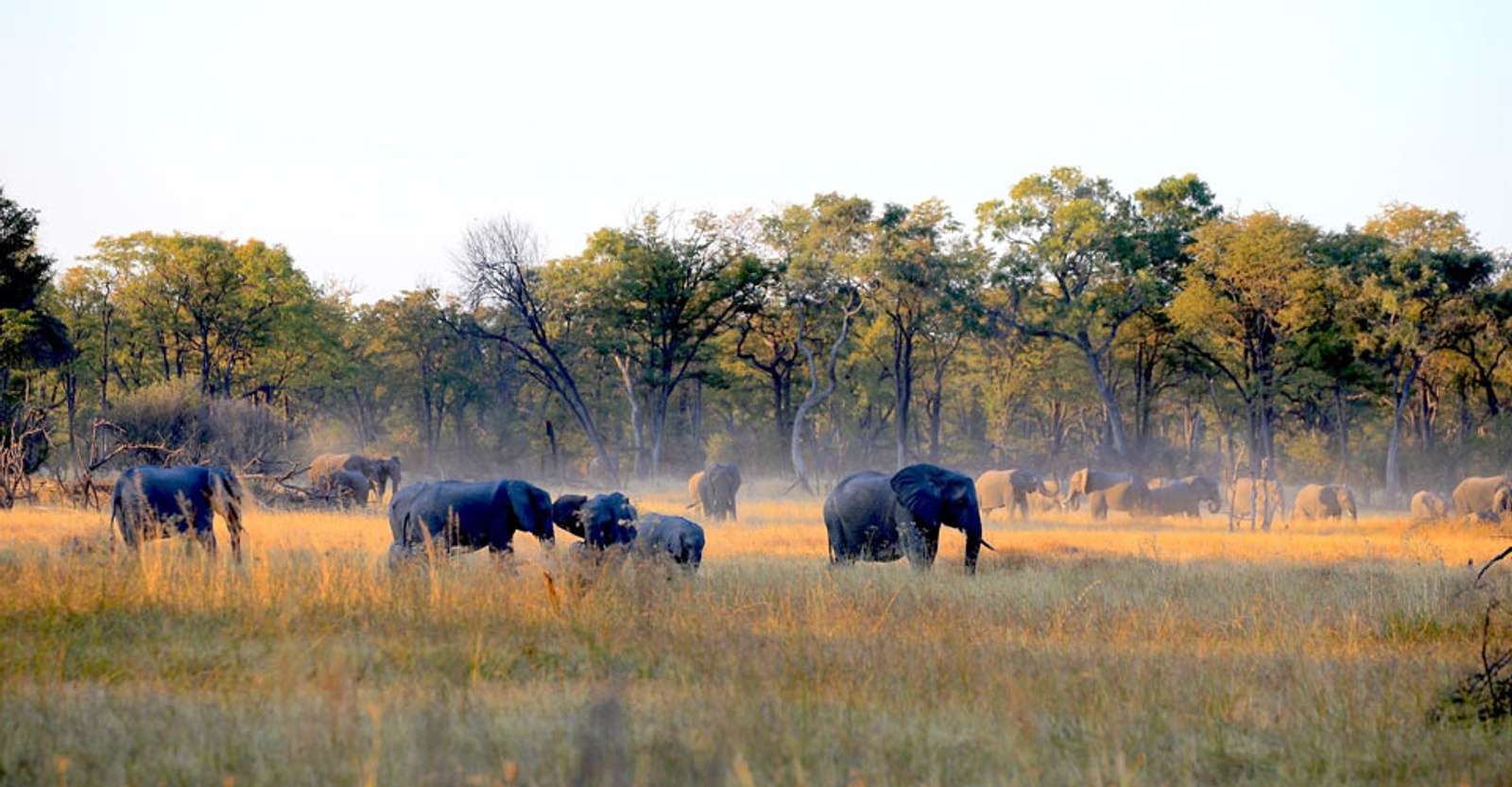 Elephants, Khwai Private Reserve, Botswana.