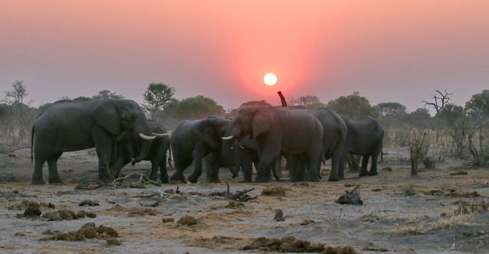 Elephants at sunset, Khwai Private Reserve, Botswana.