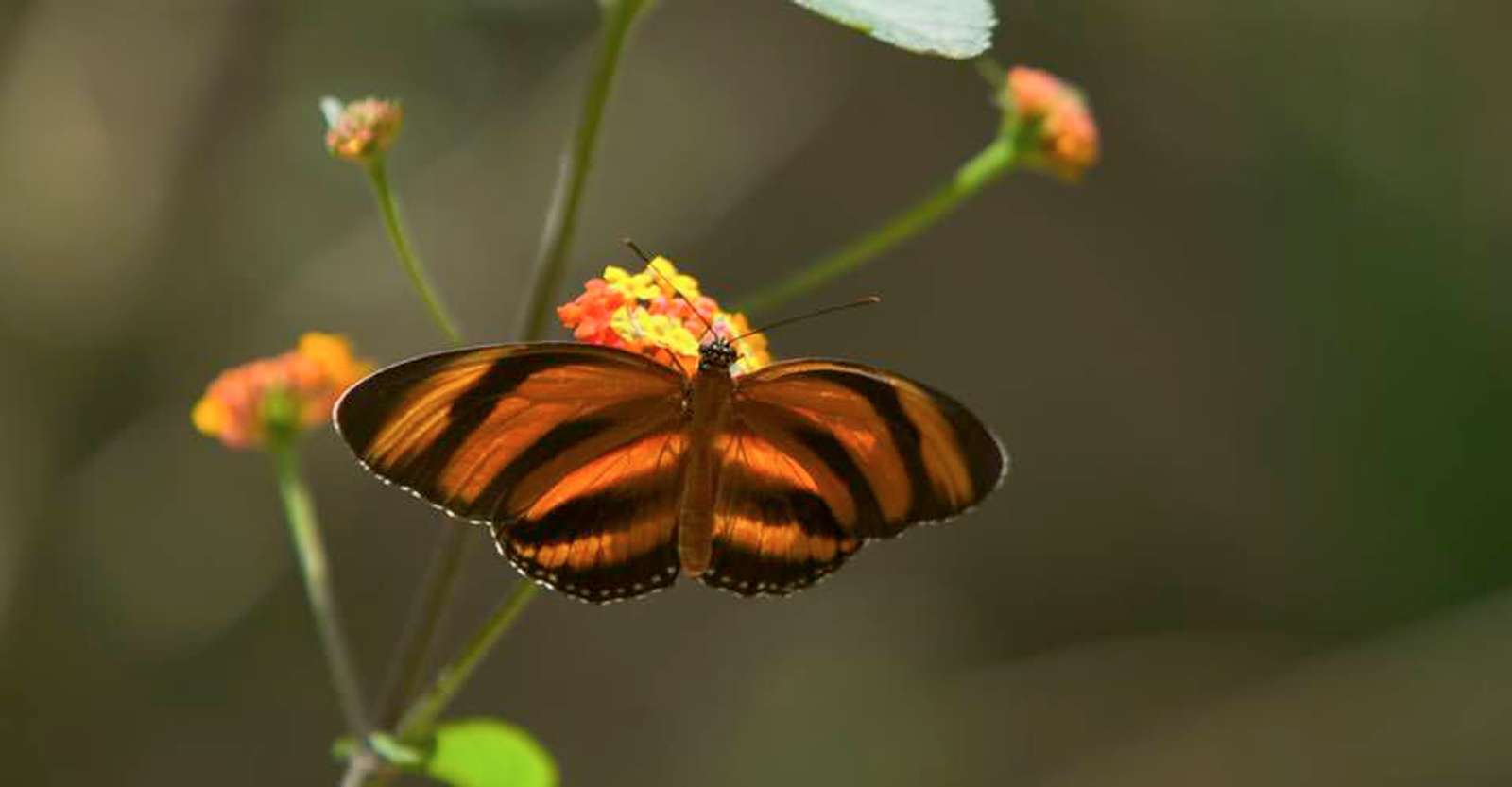 Orange barred tiger butterfly, Sarapiquí, Costa Rica.