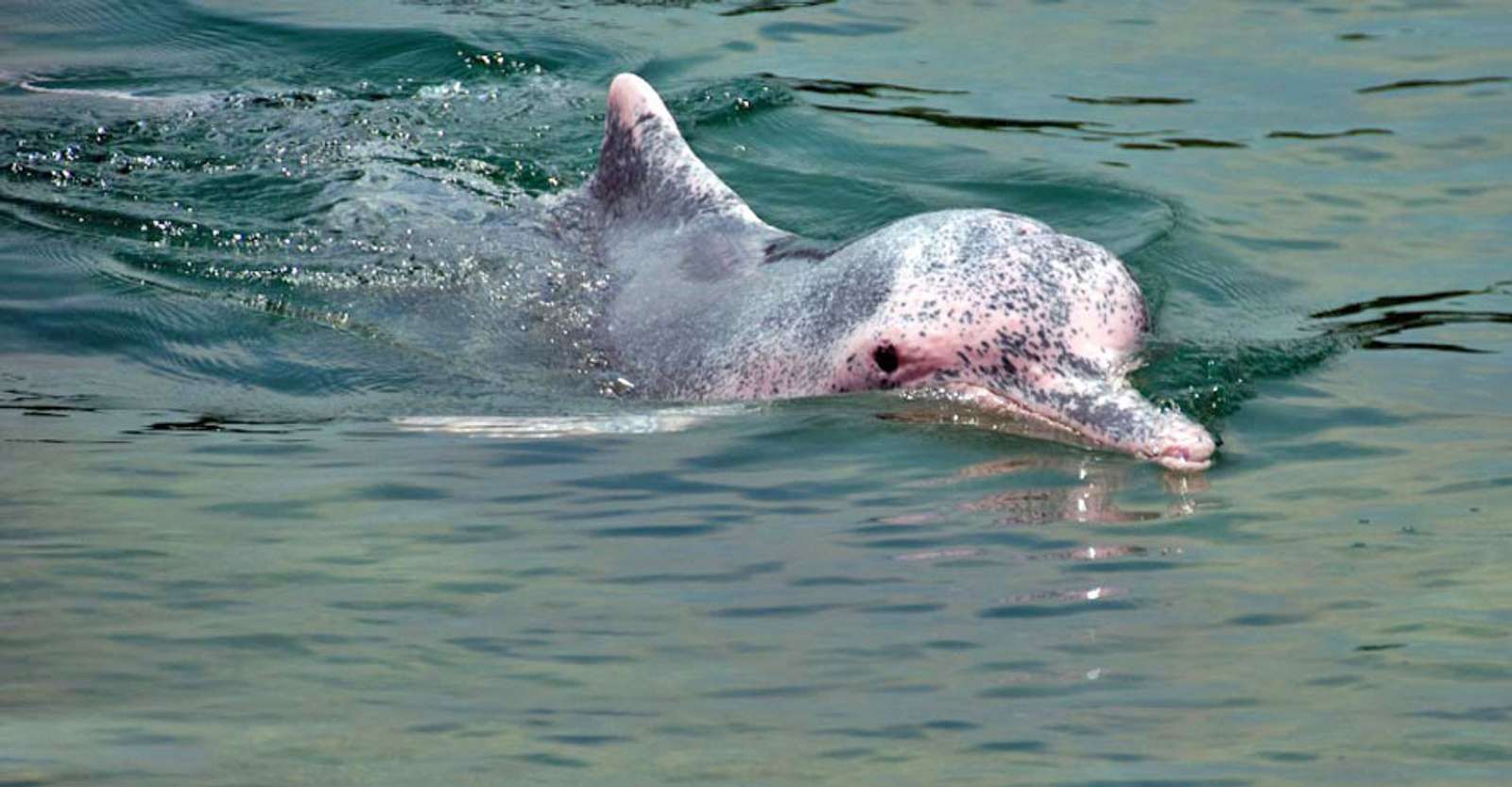 Pink river dolphin, Pacaya Samiria National Reserve, Peru.