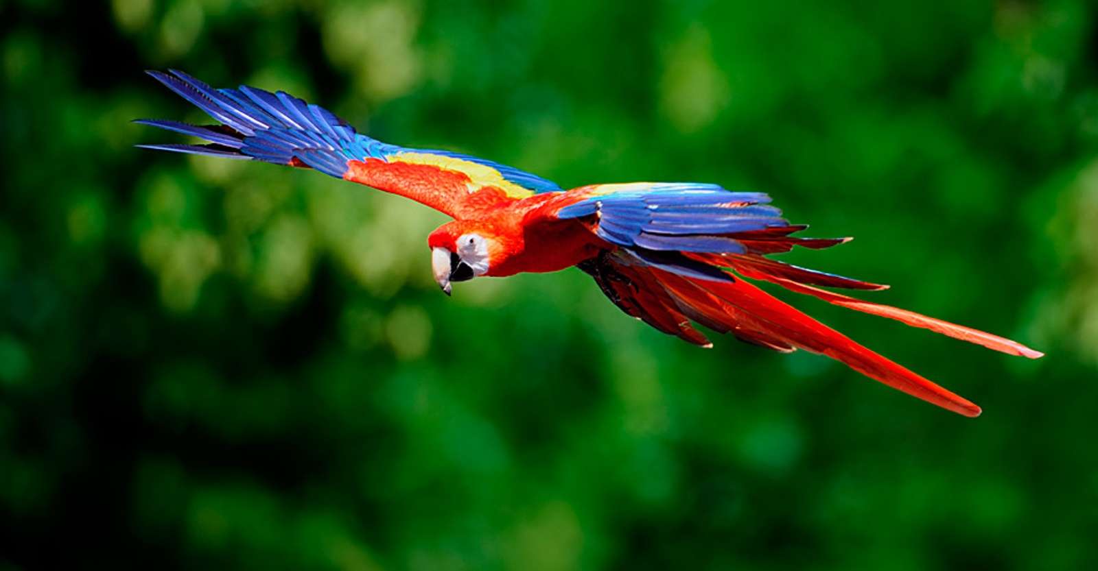 Scarlet macaw, Pacaya Samiria National Reserve, Peru.