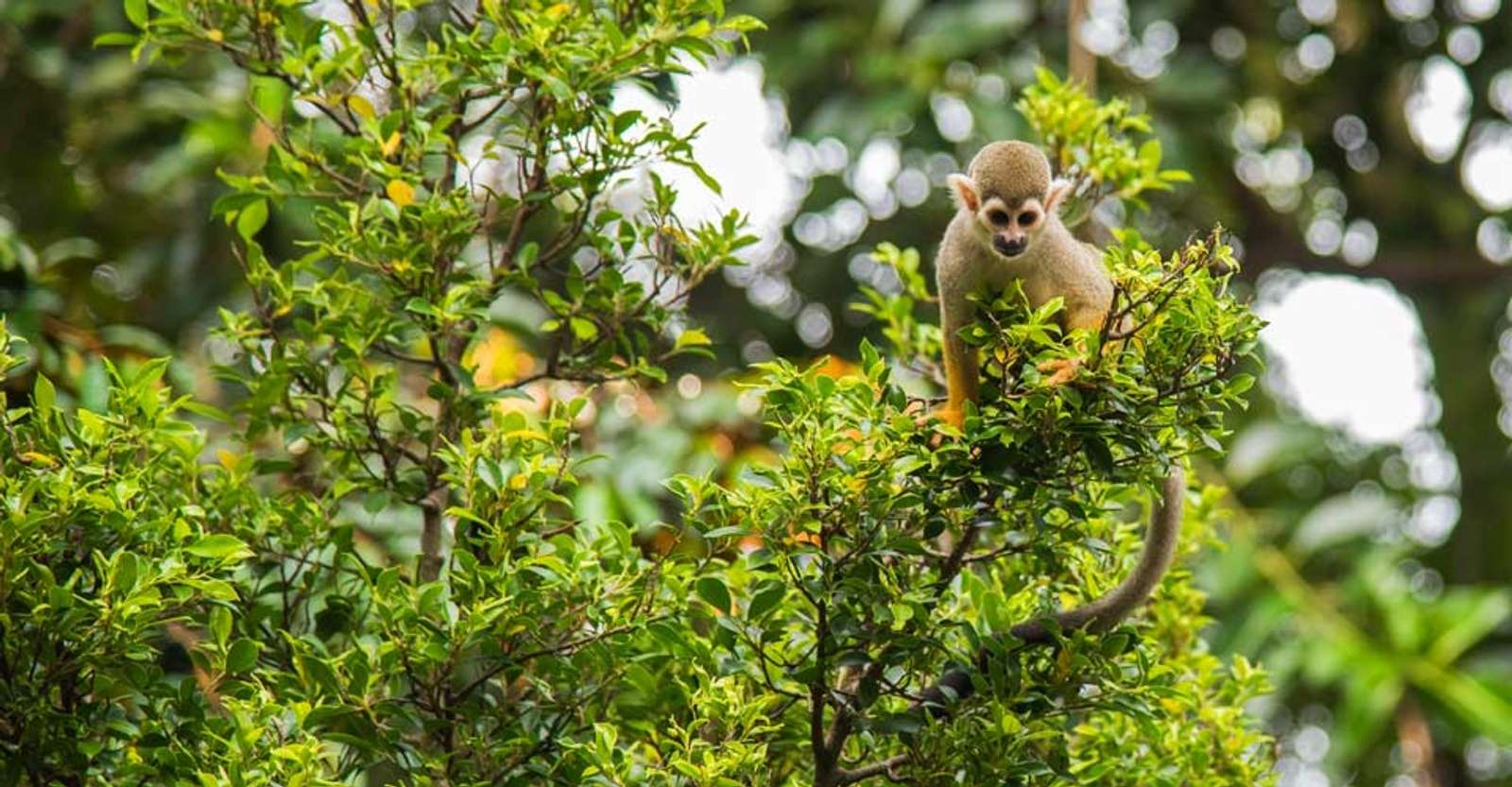 Squirrel monkey, Pacaya Samiria National Reserve, Peru.