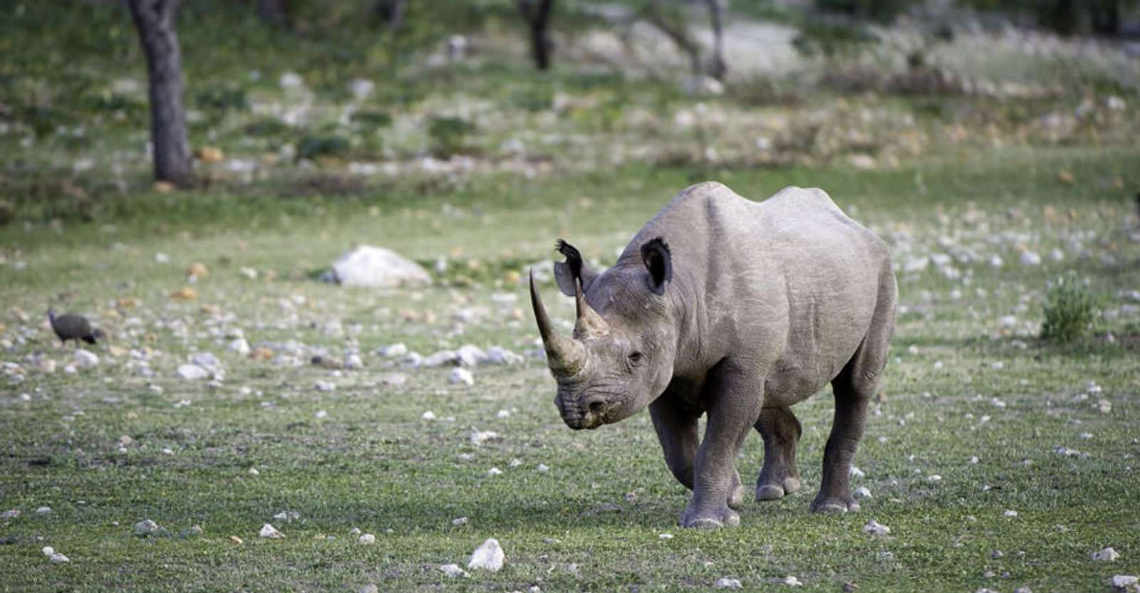 Black rhino, Palmwag Concession, Namibia.