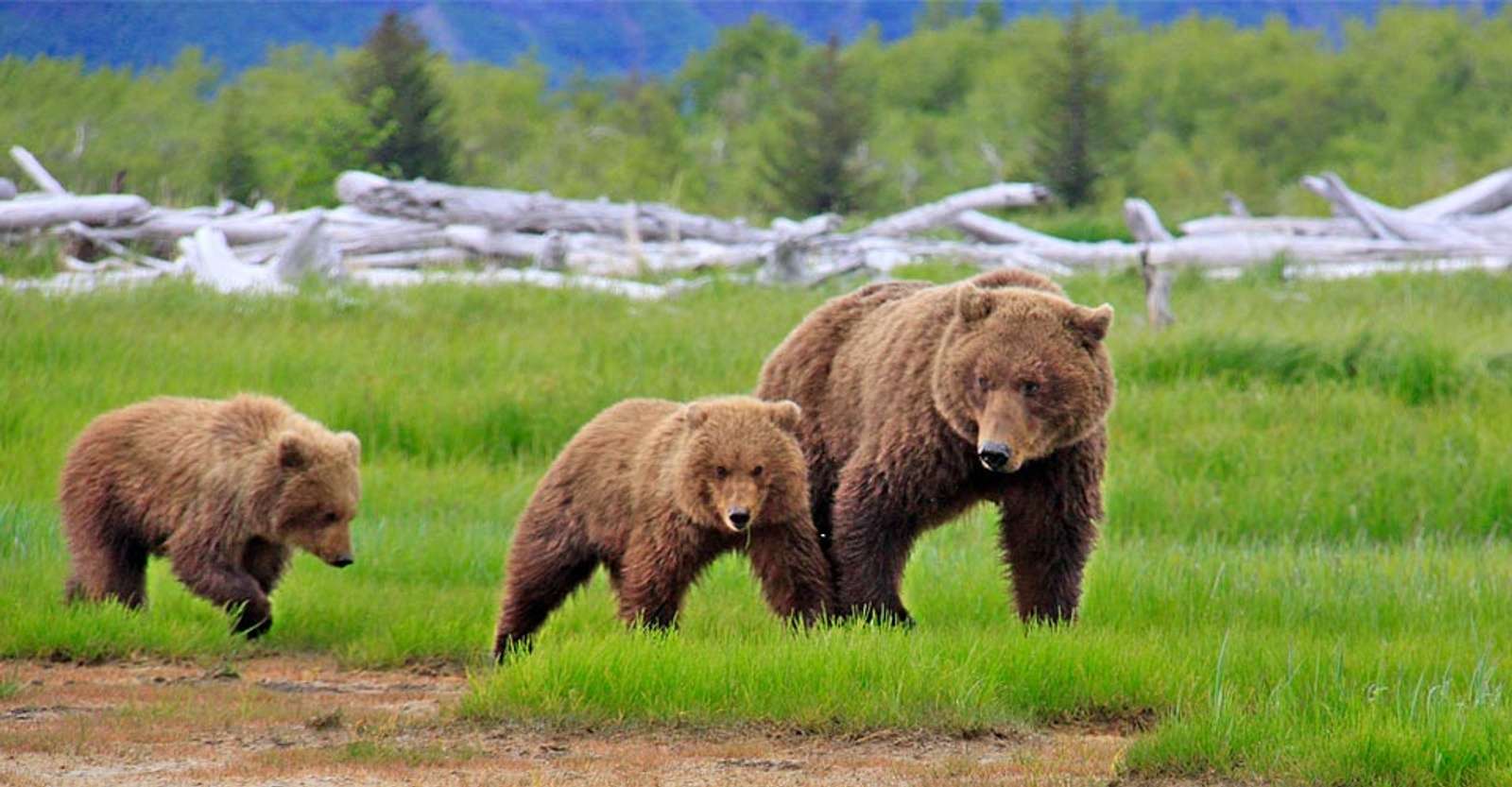 Brown bear with two cubs, Katmai National Park & Preserve, Alaska.