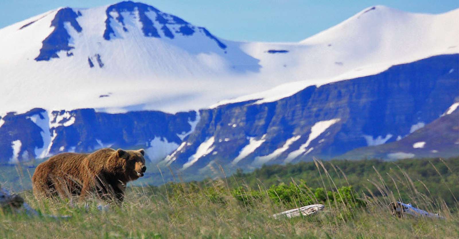 Brown bear, Katmai National Park & Preserve, Alaska.