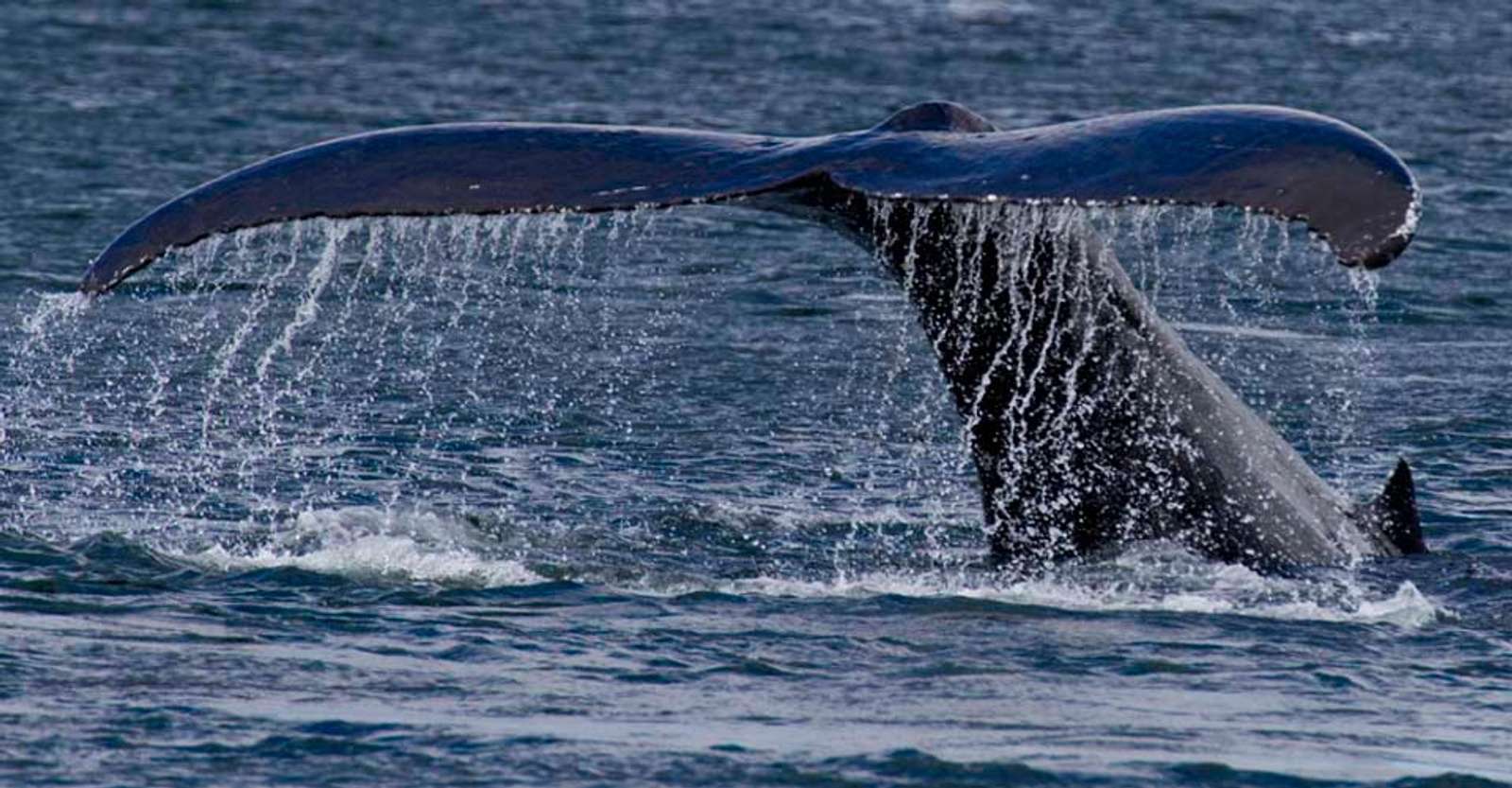 Humpback whale tail, Kodiak Island, Alaska.