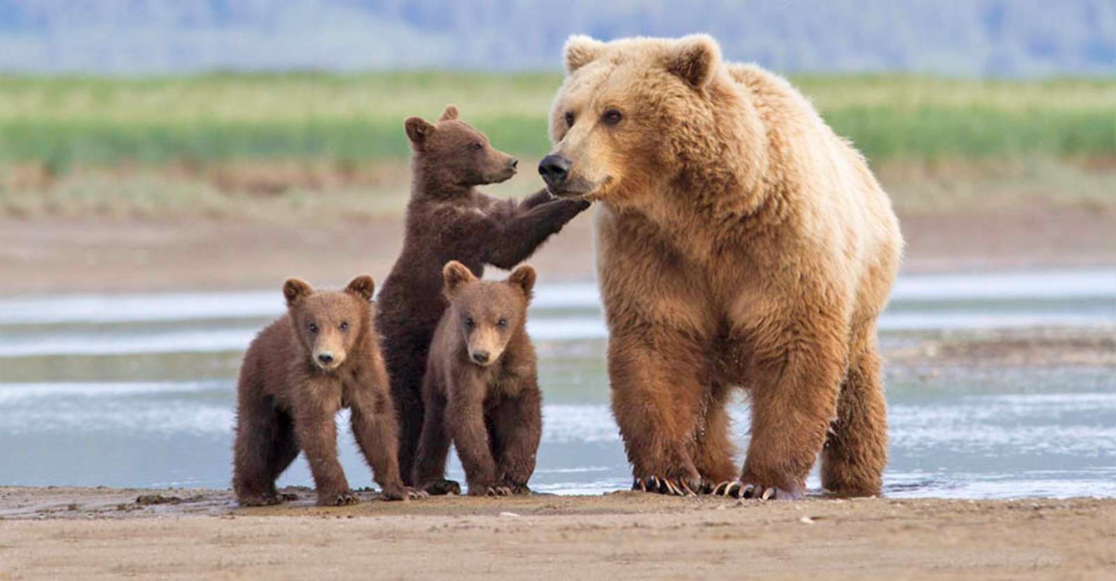 Brown bear with cubs, Katmai National Park & Preserve, Alaska.