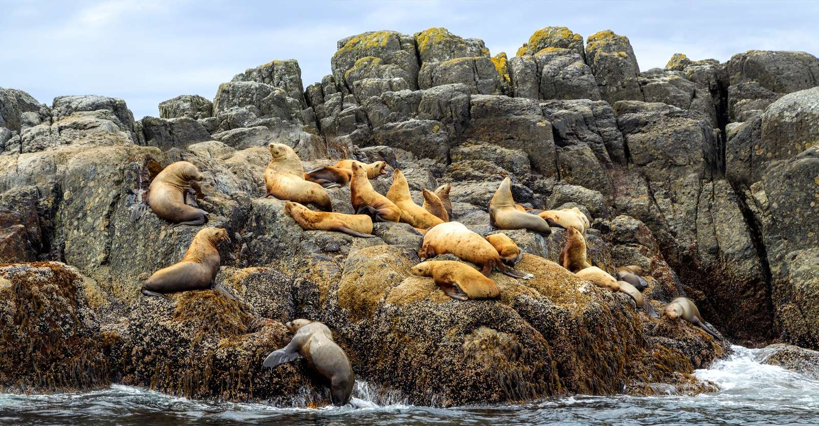 Steller sea lions, Haida Gwaii, British Columbia.