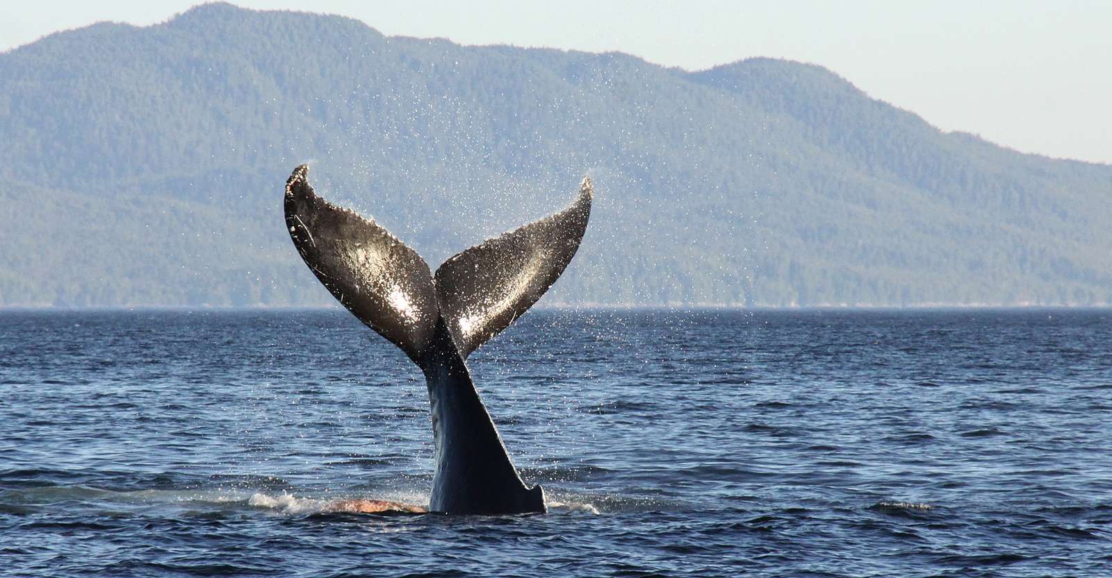Whale tail, Haida Gwaii, British Columbia.