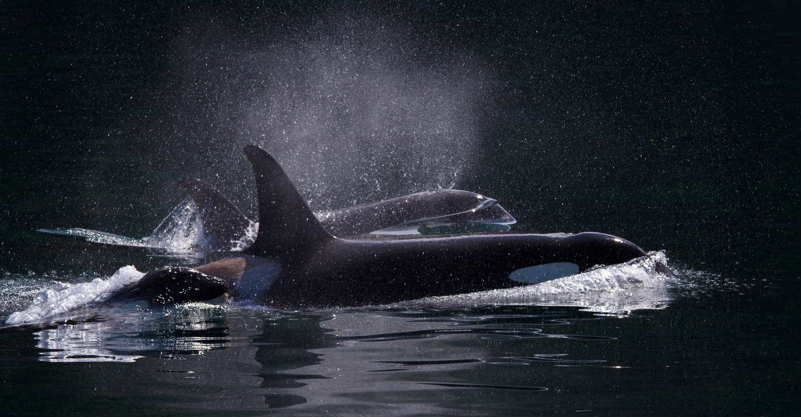 Orcas, Haida Gwaii, British Columbia.