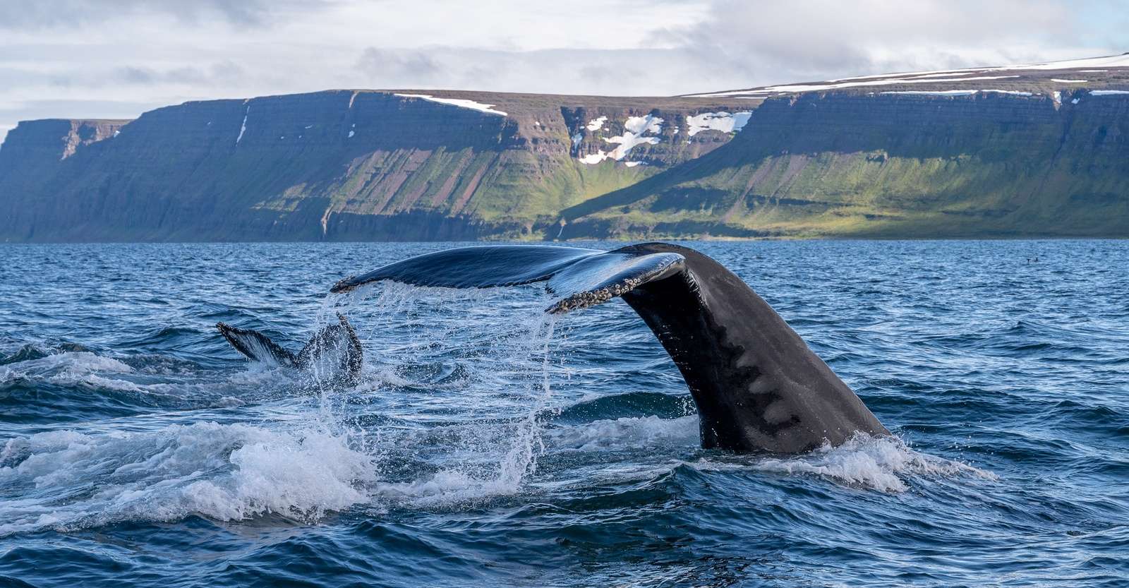 Whale tails, Iceland.