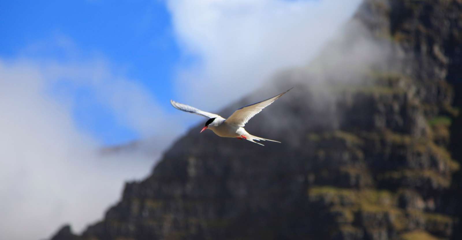 Arctic tern, Vigur Island, Iceland.