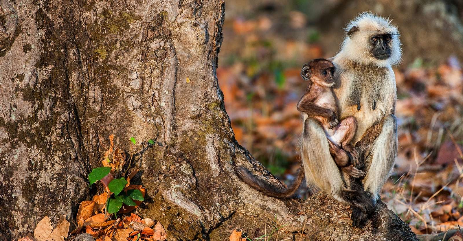 Hanuman langur monkey and baby, Ranthambore National Park, India.