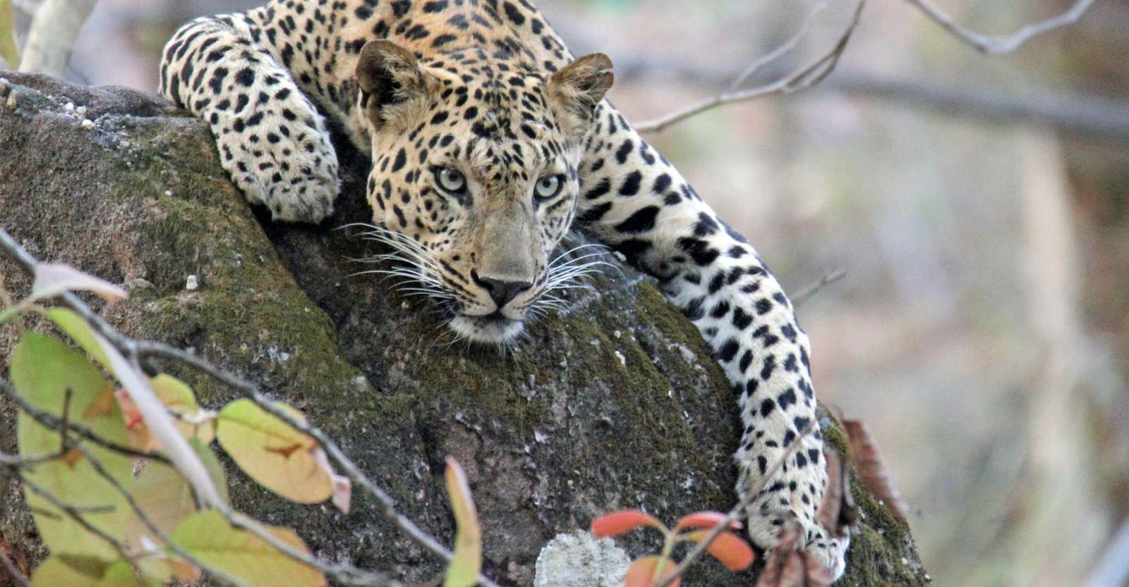 Leopard, Ranthambore National Park, India.