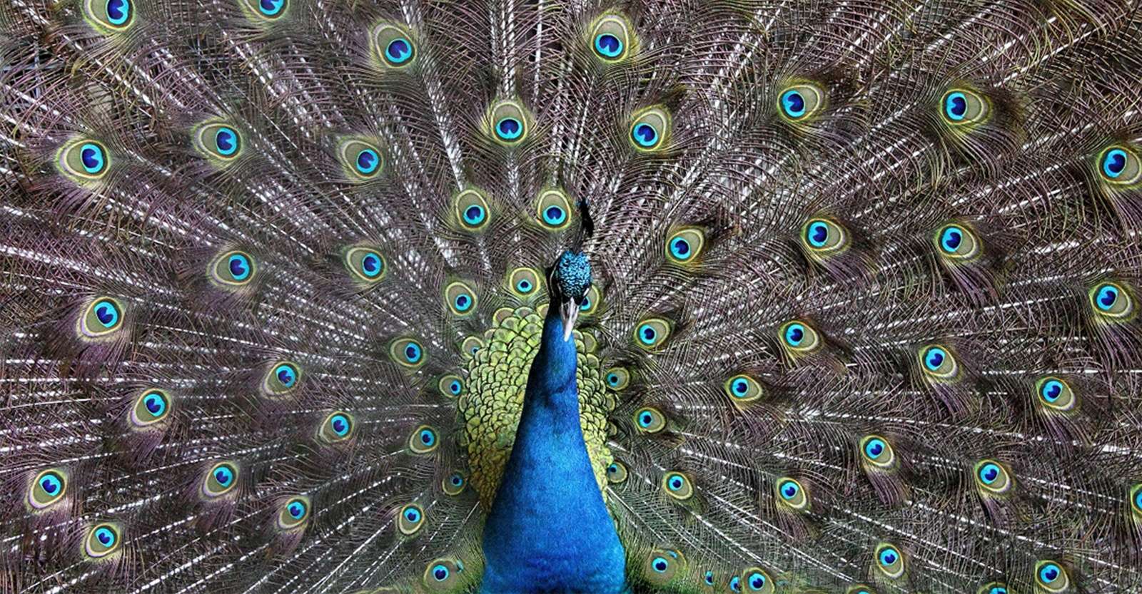 Peacock, Ranthambore National Park, India.