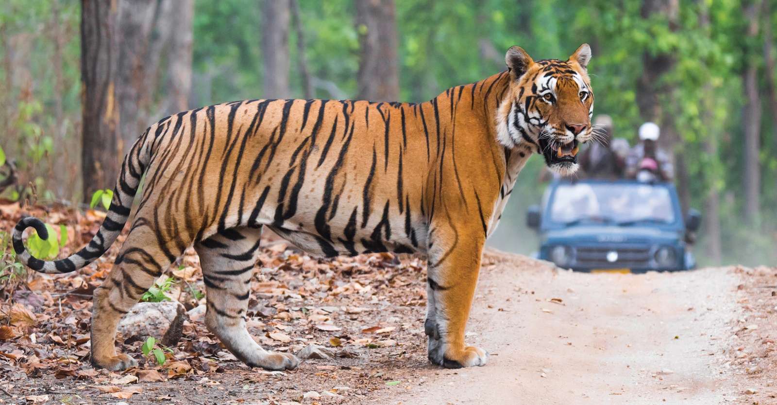 Bengal tiger, Ranthambhore National Park, India.