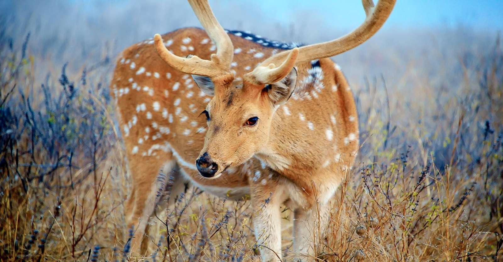Spotted deer, Ranthambore National Park, India.