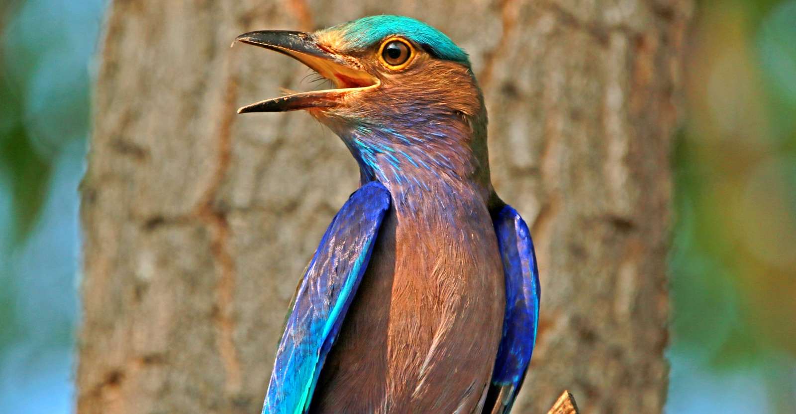 Indian roller, India.