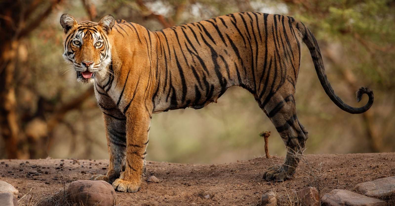 Bengal tiger, Ranthambore National Park, India.