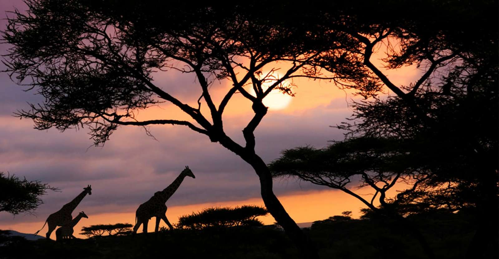 Giraffes, Mara Conservancy, Kenya.