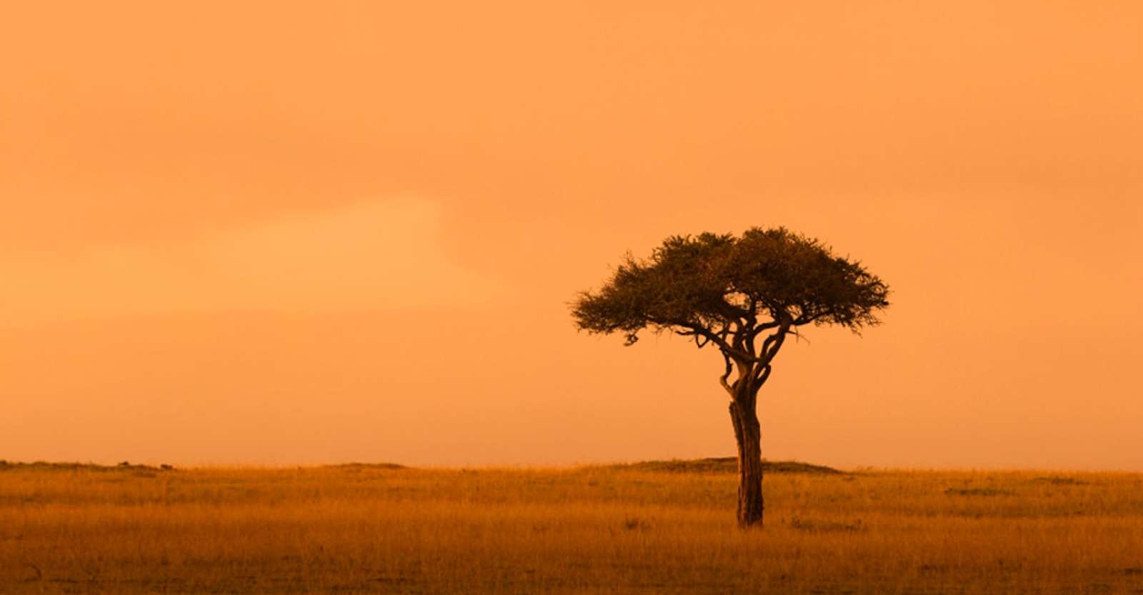 Maasai Mara National Reserve, Kenya.