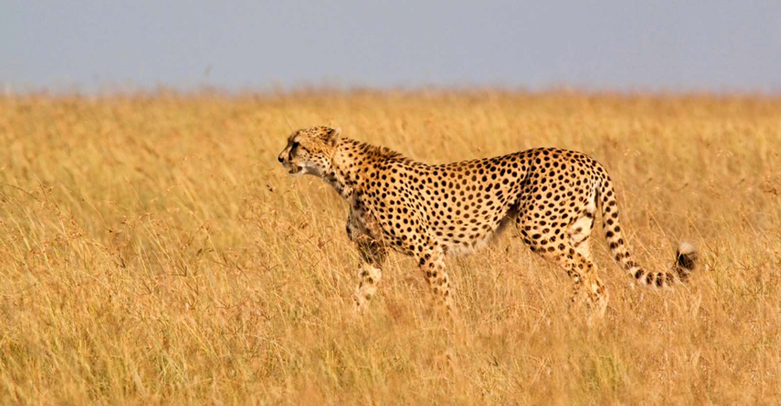 Cheetah, Maasai Mara National Reserve, Kenya.