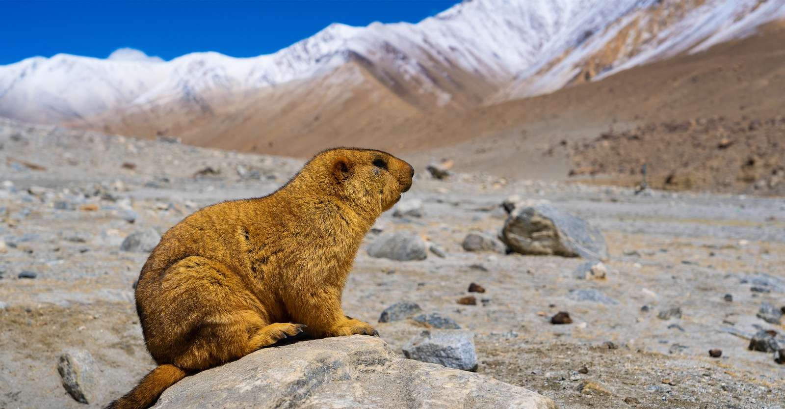 Himalayan marmot, Ladakh, India.