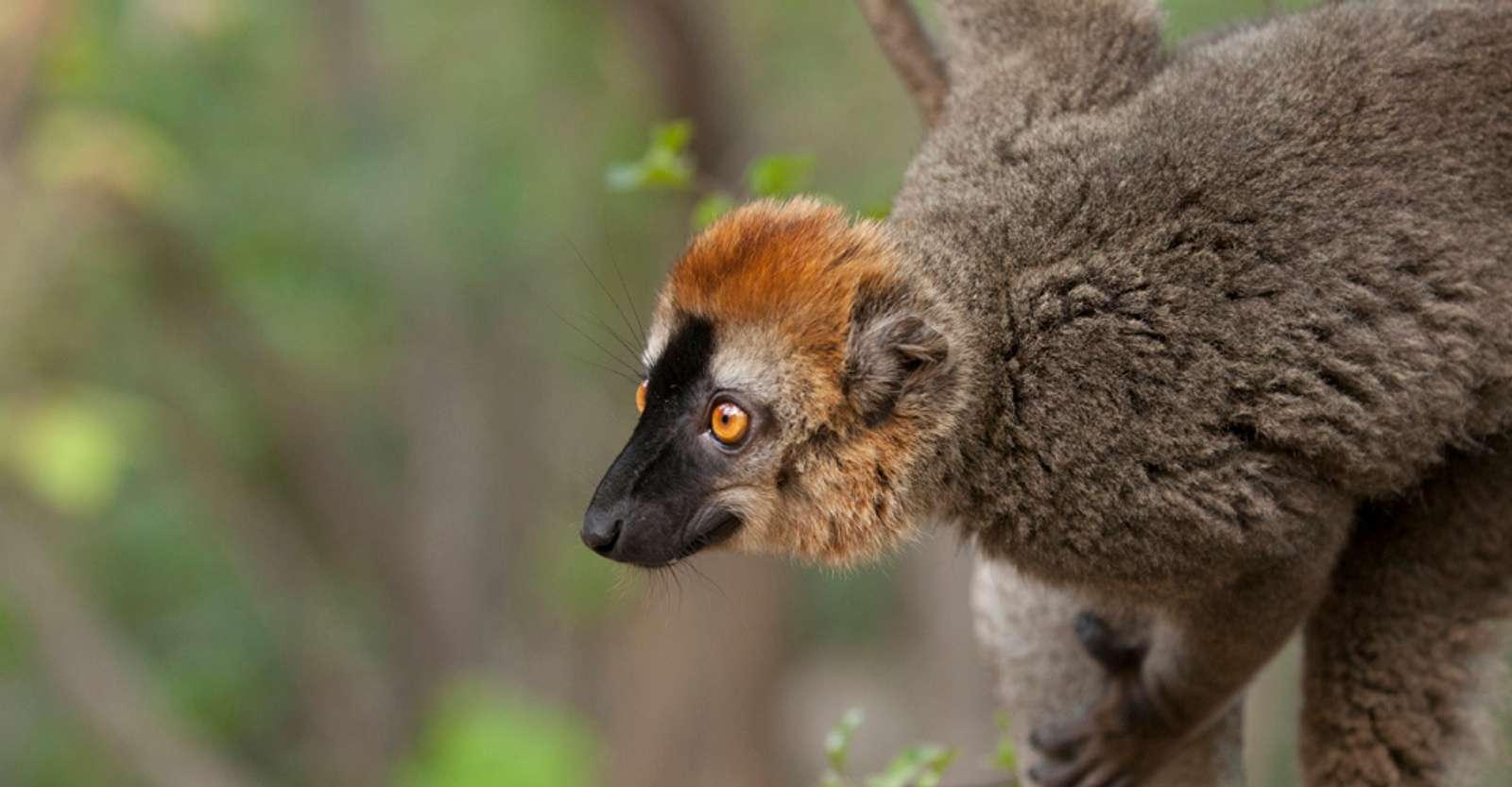 Common brown lemur, Isalo National Park, Madagascar.