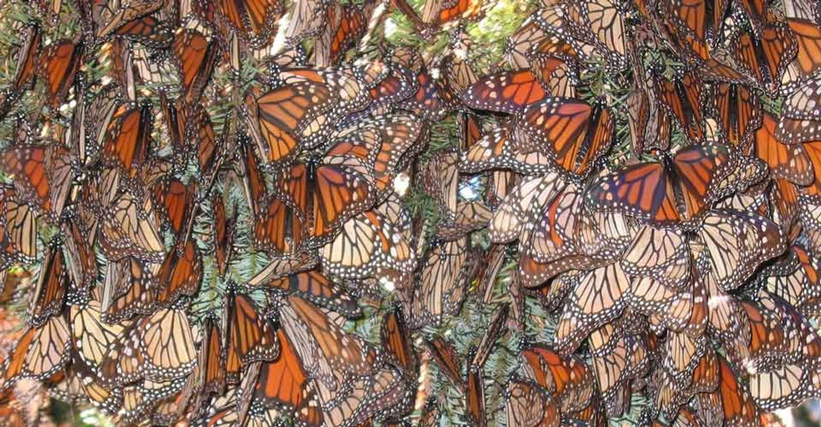 Monarch butterflies, El Rosario Butterfly Sanctuary, Angangueo, Mexico.