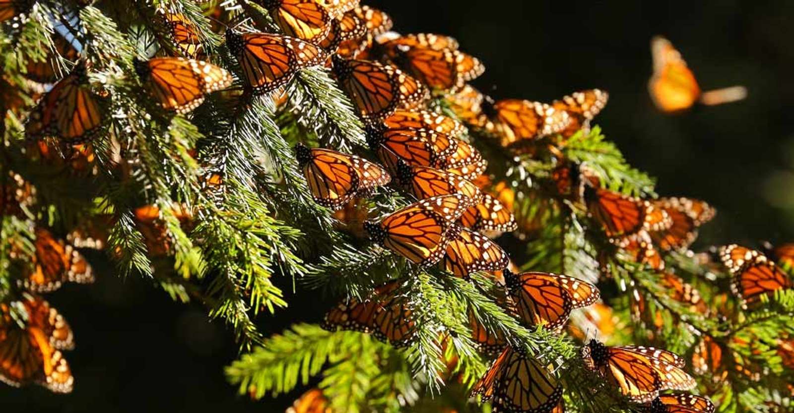 Monarch butterflies on fir tree, El Rosario Butterfly Sanctuary, Mexico.