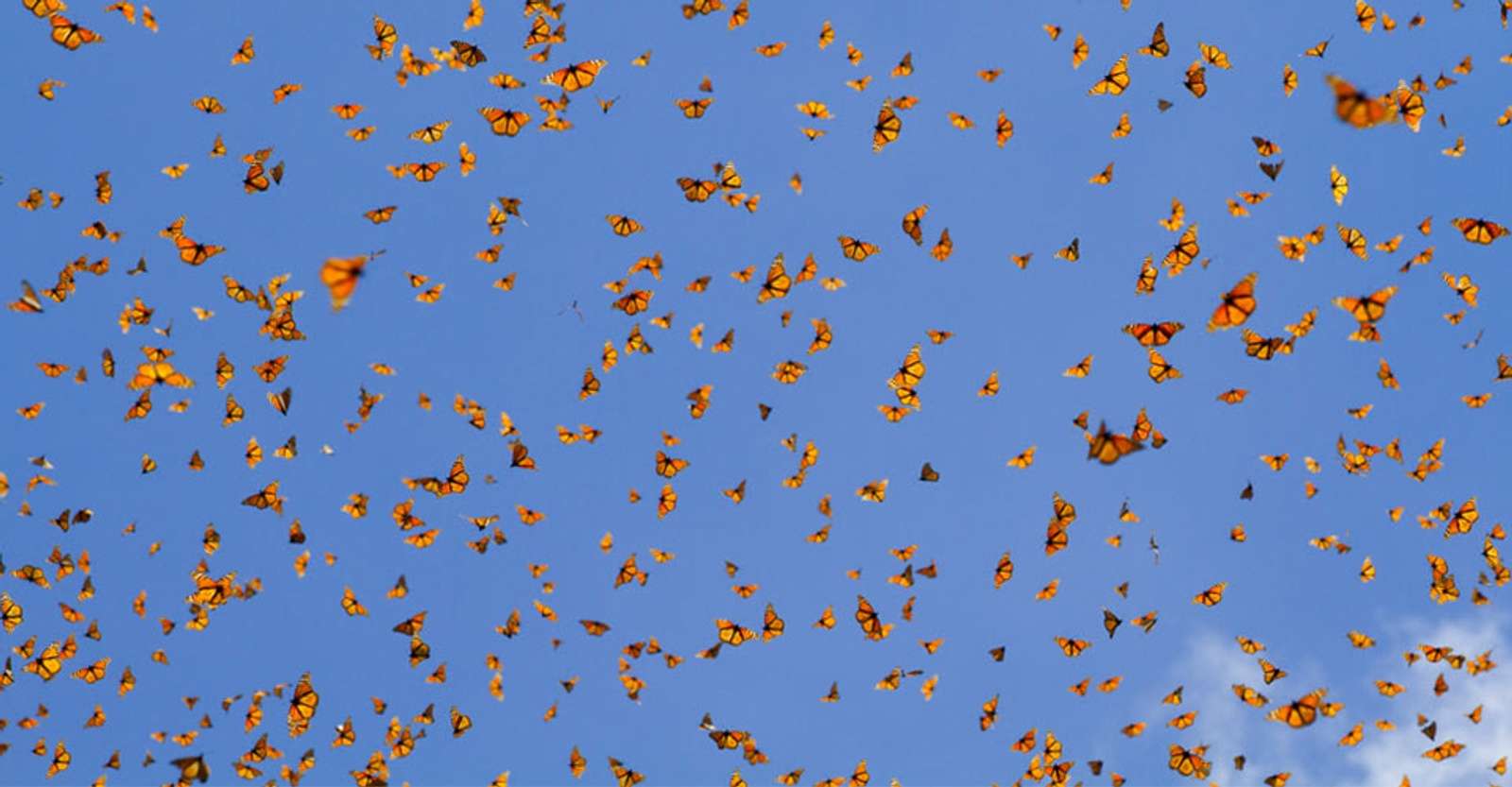 Monarch butterflies, El Rosario Butterfly Sanctuary, Mexico.