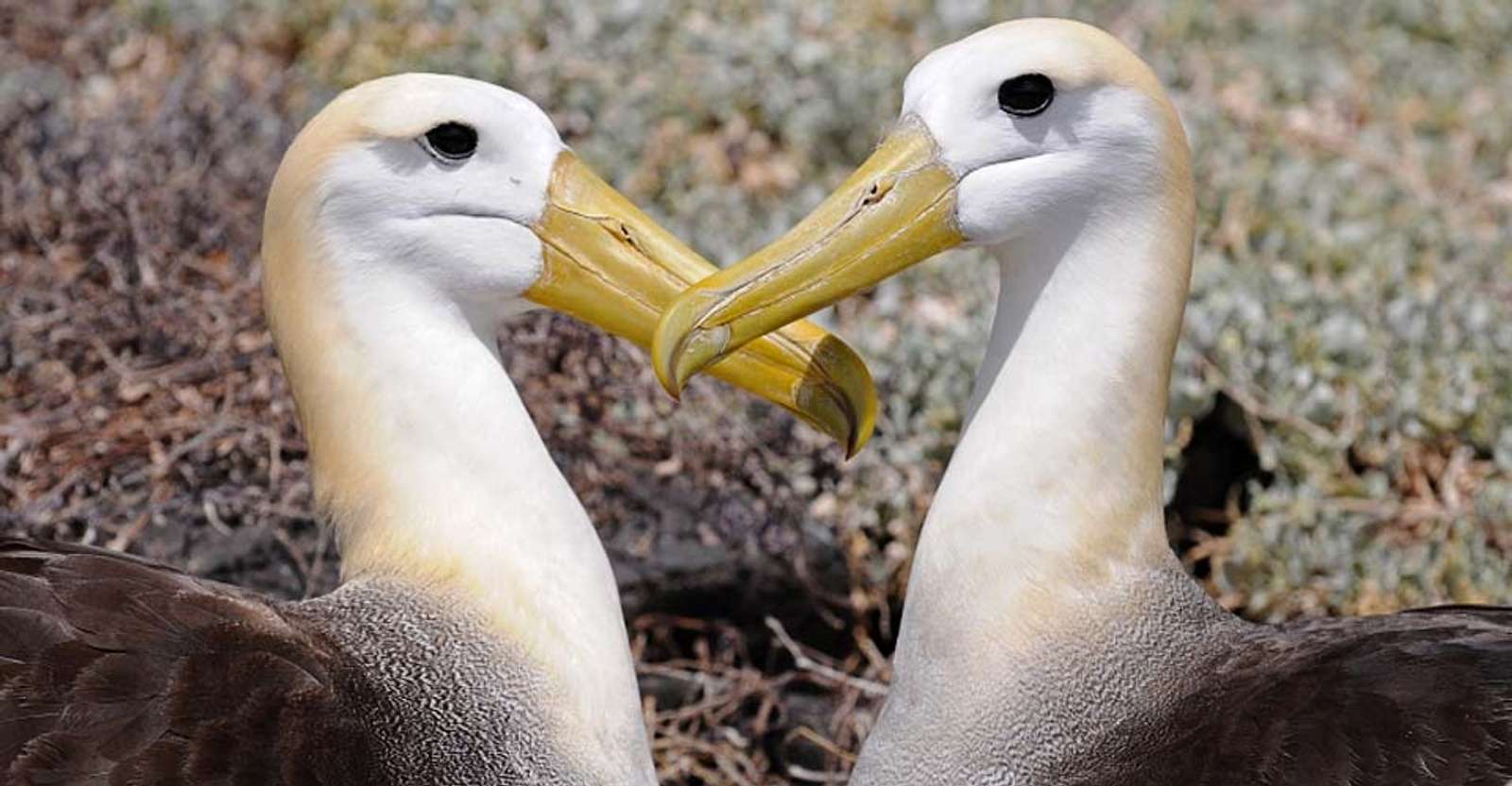 Waved albatrosses, Española Island, Galapagos, Ecuador.