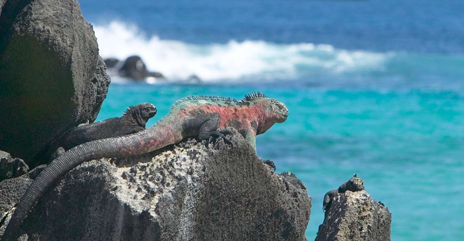Marine iguanas, Galapagos Islands, Ecuador.