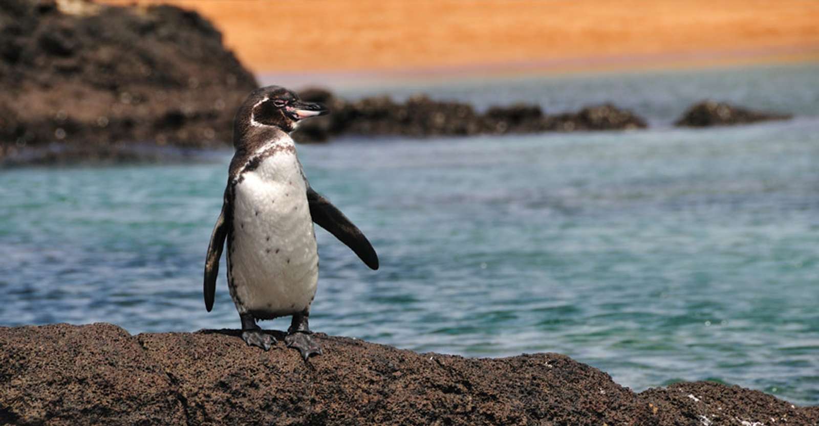 Galapagos penguin, Galapagos Islands, Ecuador.